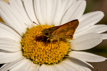 Folded wing skipper butterfly on a shasta daisy in full summer sun_08052006_25.