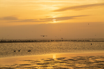 Shorebirds at sunset on the beach