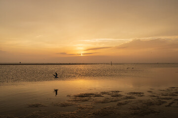 Shorebirds at sunset on the beach