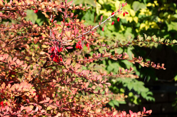 Autumn branches of barberry with red leaves and berries