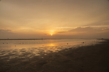 Shorebirds at sunset on the beach