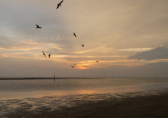 Plakat Shorebirds at sunset on the beach