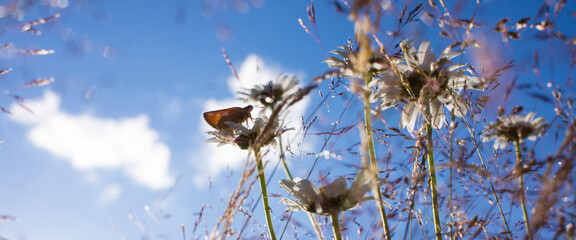 Chamomiles, meadow grass bottom view against the dark blue sky with clouds, windy day. High quality photo