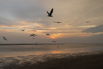 Fototapeta na wymiar Shorebirds at sunset on the beach