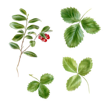 Watercolor illustration of strawberry and lingonberry leaves
