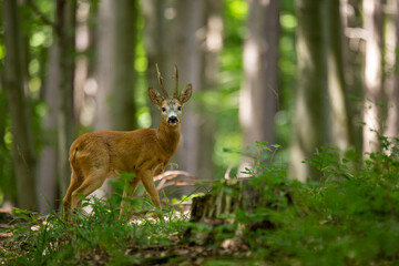 Roe deer buck (capreolus capreolus) in summer forest