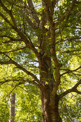 Sunlight shining through tree