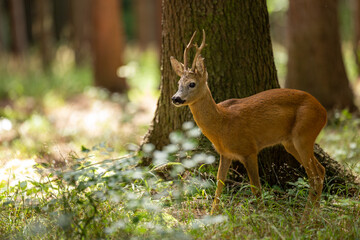 Roe deer buck (capreolus capreolus) in summer forest