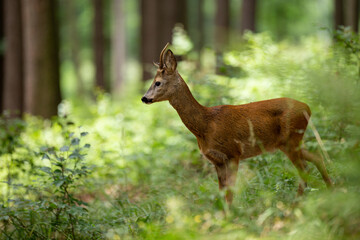 Roe deer buck (capreolus capreolus) in summer forest