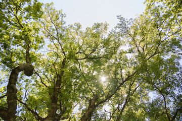 Sunlight shining through tree