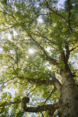 Sunlight shining through tree