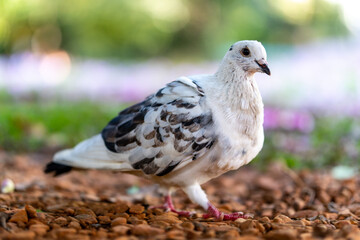White and grey pigeon walking in the park with isolated backgroud