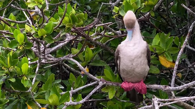 2021 - A red-footed booby preens its feathers in the Galapagos.