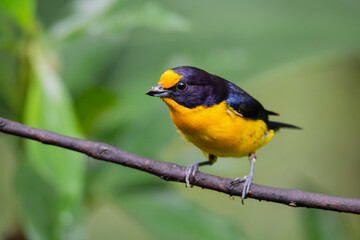 gaturamo-verdadeiro (Euphonia violacea)