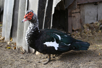 musk duck, wild duck walks in the yard