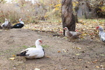musk duck, wild duck walks in the yard