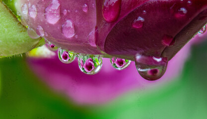 Flor de Tamasopo macro