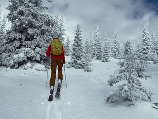 Fototapeta premium Person backcountry skiing in the trees