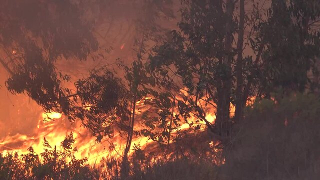 2021- The Alisal fire burns wildly through a forest of eucalyptus trees along the Gaviota Coast in Santa Barbara County.