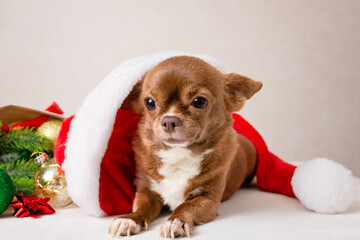 The chihuahua dog is ready for the Christmas sale. A small, cute pet on a New Year's card