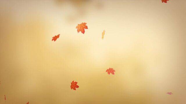 Seamless loop falling and flying in air autumn maple leaves. Red, yellow, orange colors. Leaf fall golden season. Yellow background. September, October decorative clip Realistic 3D Render 4K animation