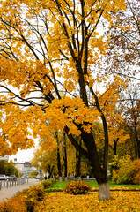 autumn maple covers the sidewalk with yellow leaves