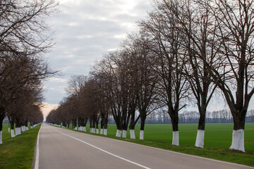 road and trees green grass