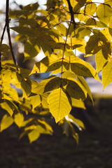 Bright yellow ash leaves against evening sunlight