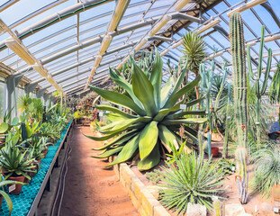 a huge agave in a greenhouse among cacti on a sunny day