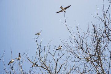 Swallow flock on tree against sky background. Wildlife concept. Swallows on bare tree branches. Wild birds concept. Resting birds. Freedom in wild nature. Birds winter migration.