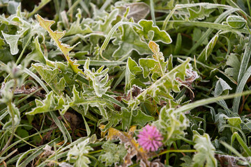 Vaduz, Liechtenstein, October 11, 2021 Frozen dew on small green leaves