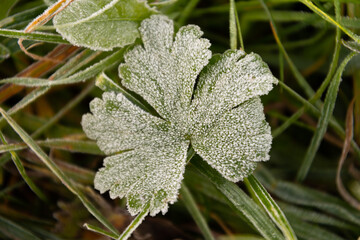 Vaduz, Liechtenstein, October 11, 2021 Frozen dew on small green leaves