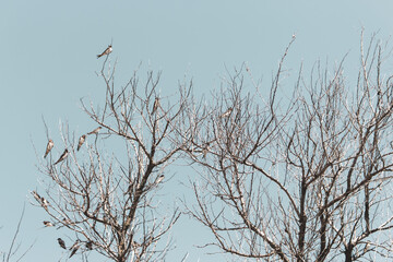 Swallow flock on tree against sky background. Wildlife concept. Swallows on bare tree branches. Wild birds concept. Resting birds. Freedom in wild nature. Birds winter migration.