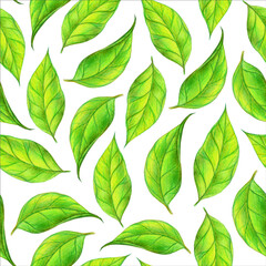 Fototapeta premium Tea leaf seamless pattern. Hand drawn illustration. Design for vintage packaging. Color sketch. Colored pencil drawing.