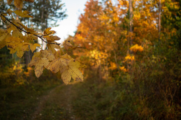 Landschaft im Herbst