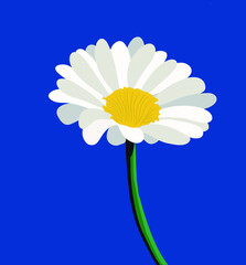 vector drawing daisy flower, floral element, hand-drawn botanical illustration.