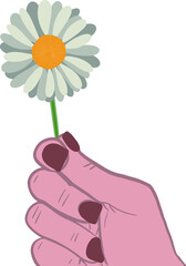 vector drawing daisy flower, floral element, hand-drawn botanical illustration.