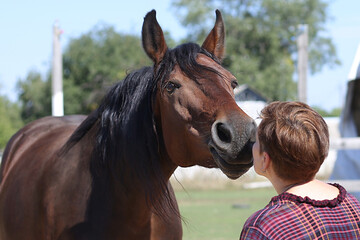 horses, horses for a walk
