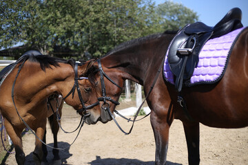 horses, horses for a walk