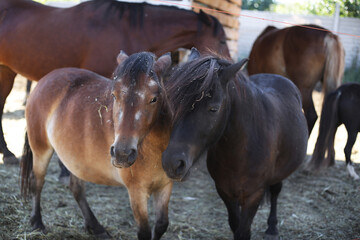 horses, horses for a walk
