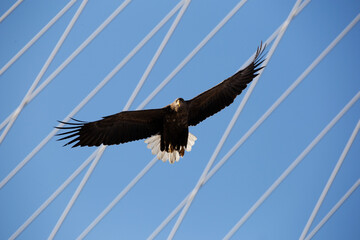 Obraz premium Red Book Steller's Sea Eagle. A large bird of prey flies against the background of the cables of the Golden Bridge in Vladivostok.
