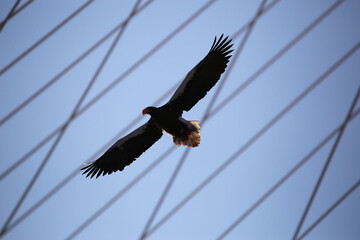 Red Book Steller's Sea Eagle. A large bird of prey flies against the background of the cables of...