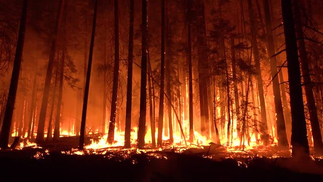 2021 - The Dixie Fire burns unchecked in a forest in Northern California at night.