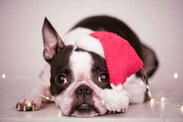 A serious and calm Boston Terrier dog in a Santa Claus hat is lying at home with a garland. The concept of New Year and Christmas.