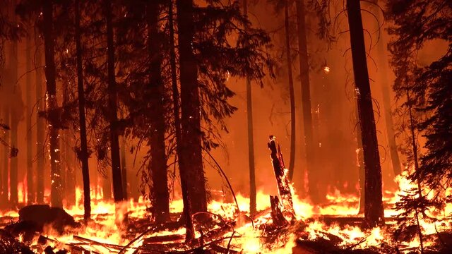 2021 - The Dixie Fire burns unchecked in a forest in Northern California at night.