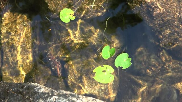 Acadia National Park, Maine, Eagle Lake, lily pads in water with reflections