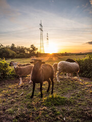 Kleine Schafherde auf der weide bei Sonnenuntergang