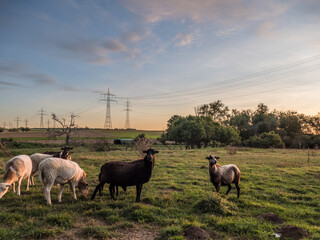 Kleine Schafherde bei Sonnenuntergang
