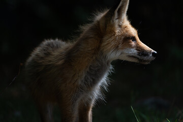 Red Fox in the Morning Light