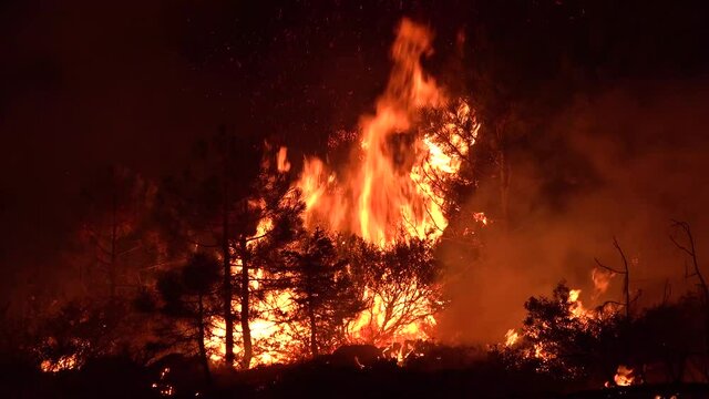 2021 - The Dixie Fire burns vegetation in a forest in Northern California at night.